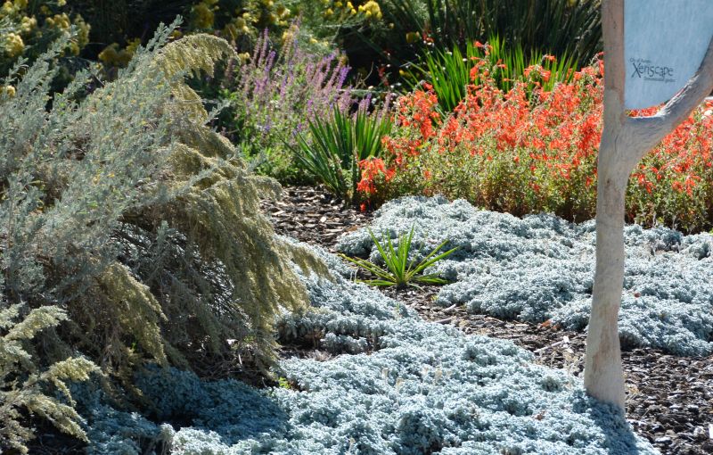 Xeriscaping