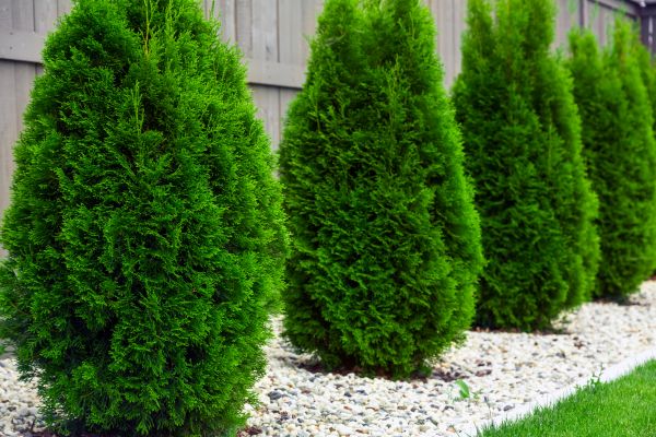 Arborvitae Planting in Elk Grove