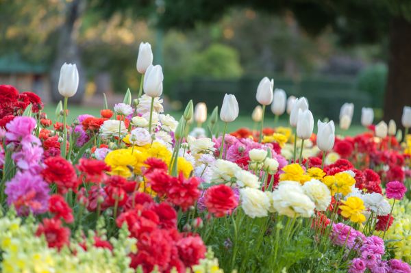 Gardening Service in Elk Grove