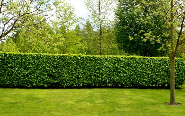 Hedge Planting in Elk Grove