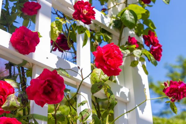 Home Gardening Service in Elk Grove