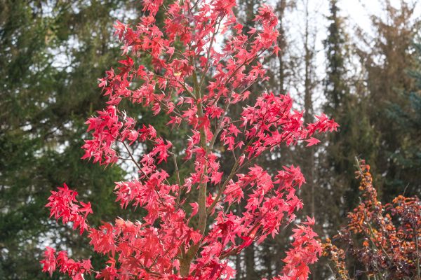 Japanese Maple Planting in Elk Grove
