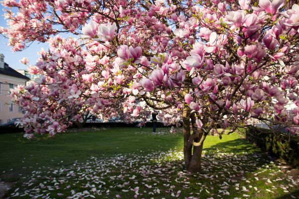 Magnolia Tree Planting in Elk Grove