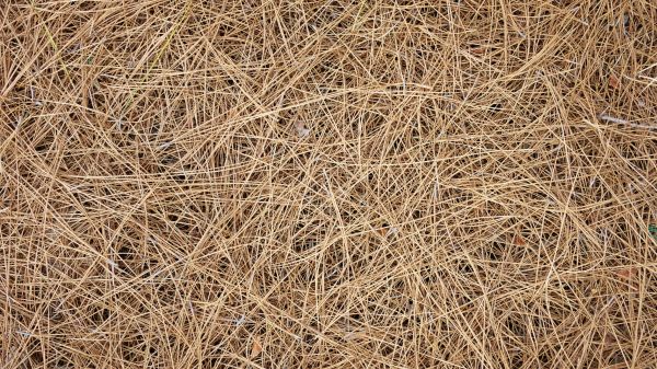 Pine Needles Delivery in Elk Grove
