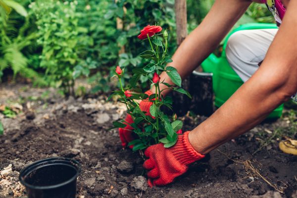 Planting Service in Elk Grove
