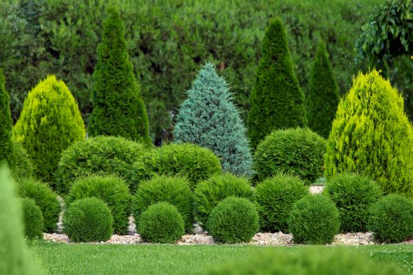 Shrub Installation in Elk Grove