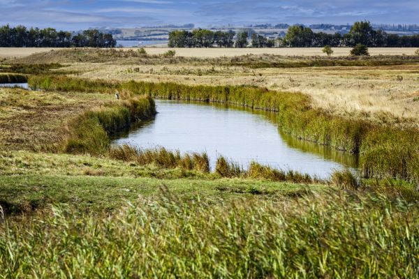 Swale Landscaping in Elk Grove