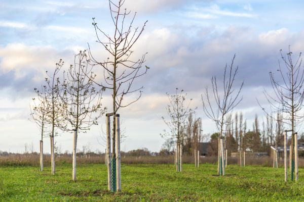 Tree Installation Service in Elk Grove