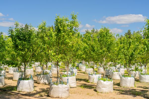 Tree Planting Service in Elk Grove