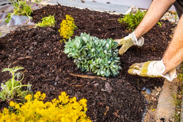 Weeding And Mulching in Elk Grove