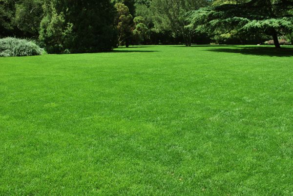 Lawn Landscaping in Elk Grove