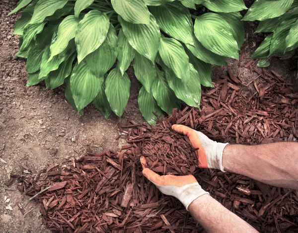 Shredded Mulch Service in Elk Grove