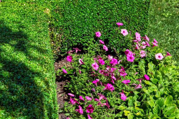 Softscaping Service in Elk Grove