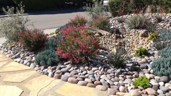 Xeriscape Landscaping in Elk Grove