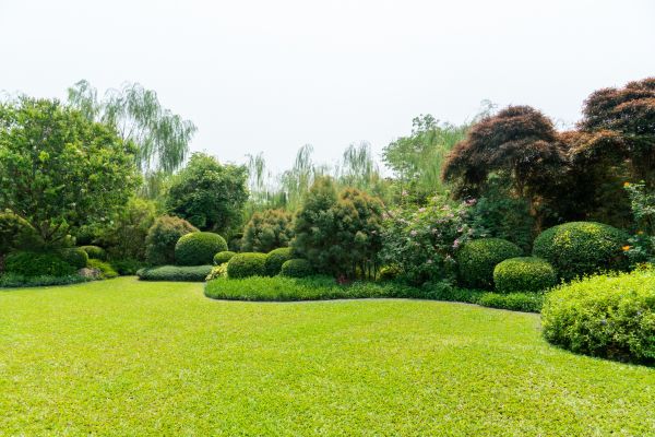 Tree Landscaping in Elk Grove