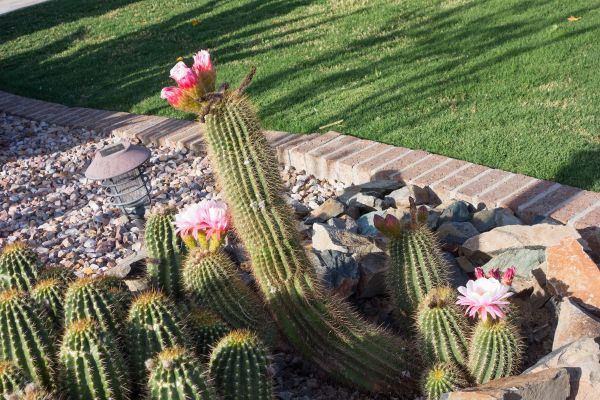 Desert Landscaping in Elk Grove