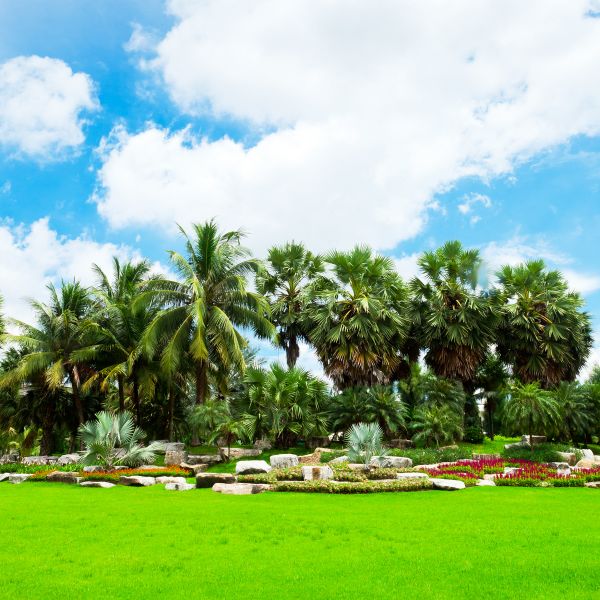 Tropical Landscaping in Elk Grove