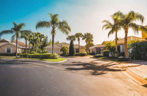 Palm Tree Landscaping in Elk Grove