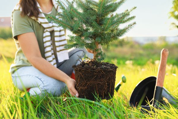 Spruce Tree Planting in Elk Grove