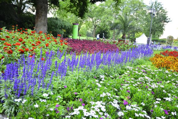 Perennials Planting in Elk Grove
