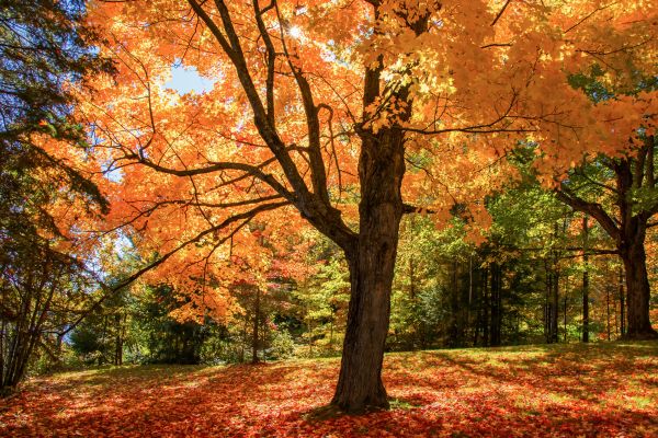 Maple Tree Planting in Elk Grove