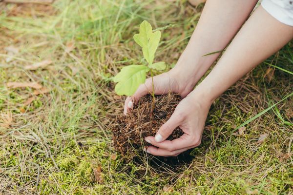 Oak Tree Planting in Elk Grove