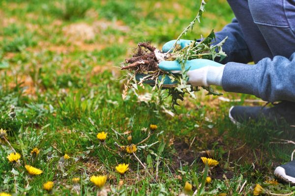 Flower Bed Clearing in Elk Grove