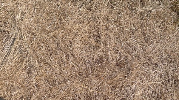 Pine Straw Replacement in Elk Grove