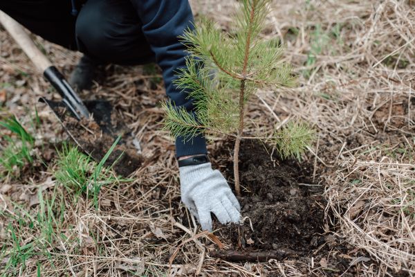 Pine Tree Planting in Elk Grove