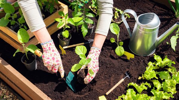 Garden Bed Installation in Elk Grove