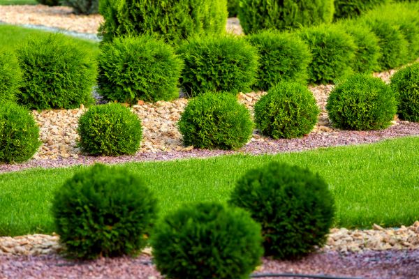 Bush Replacement in Elk Grove