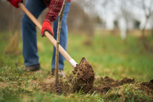 Trees Planting in Elk Grove