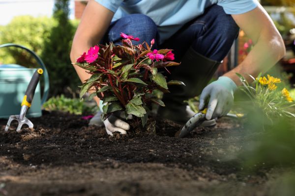 Plant Replacement in Elk Grove