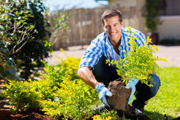 Shrub Landscaping in Elk Grove