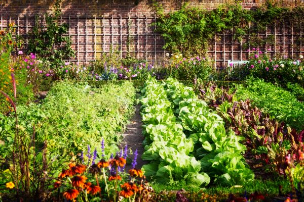 Garden Planting Service in Elk Grove