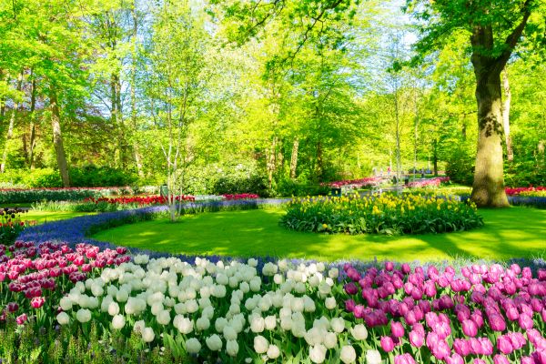 Flower Landscaping in Elk Grove