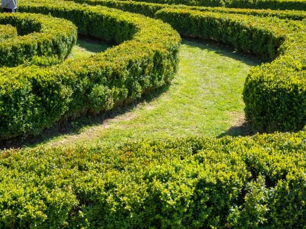 Bush Landscaping in Elk Grove