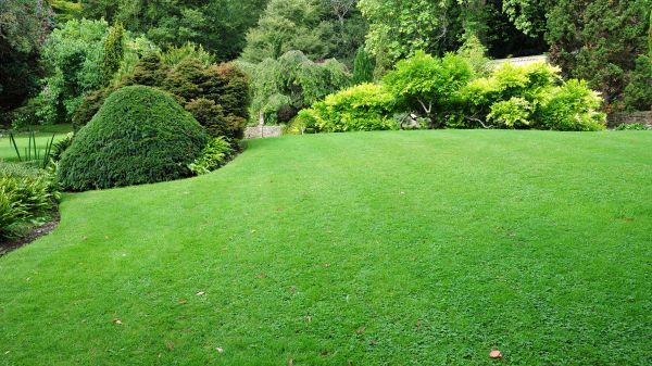 Commercial Landscape Design in Elk Grove