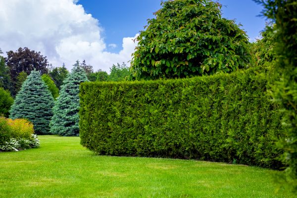 Hedge Landscaping in Elk Grove