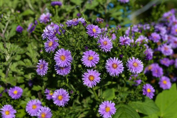 Perennial Flower Planting in Elk Grove