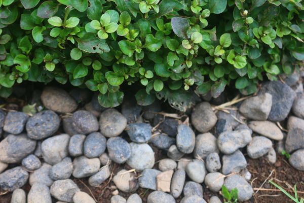 River Stone Installation in Elk Grove