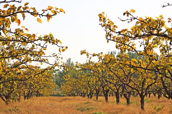 Pear Tree Planting in Elk Grove