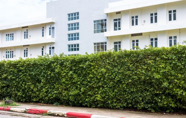 Privacy Landscaping in Elk Grove