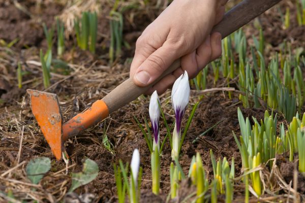 Flower Garden Weeding in Elk Grove