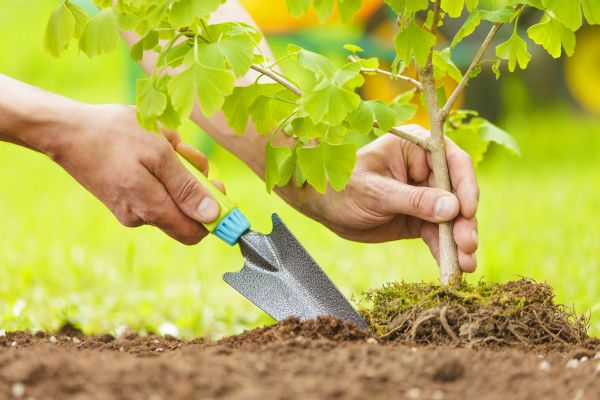 Fruit Tree Planting in Elk Grove