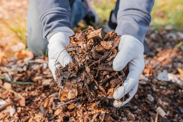 Shredded Mulch Installation in Elk Grove