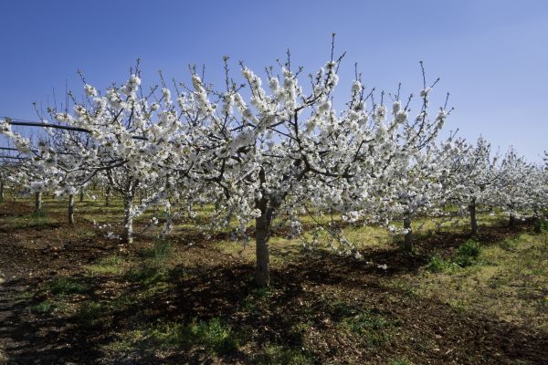 Orchard Planting in Elk Grove