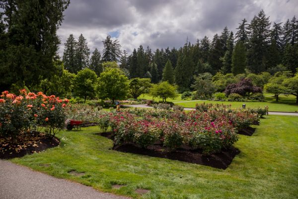 Flower Garden Landscaping in Elk Grove