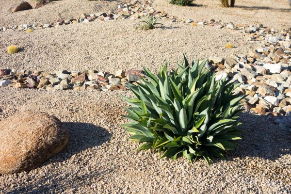 Xeriscaping Service in Elk Grove