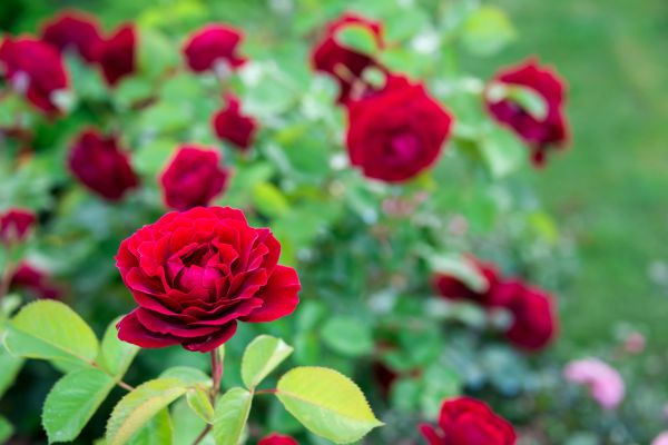 Rose Planting in Elk Grove